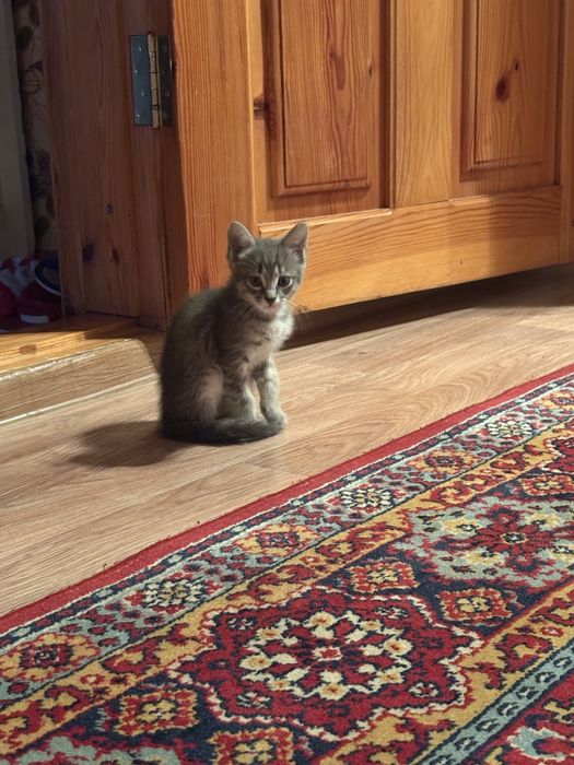 Котёнок мальчик очень любит играть