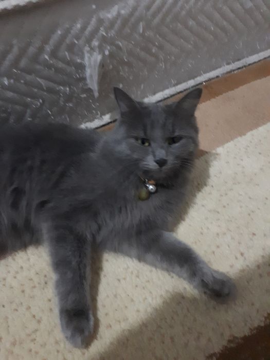 Хадия Зотли мушук