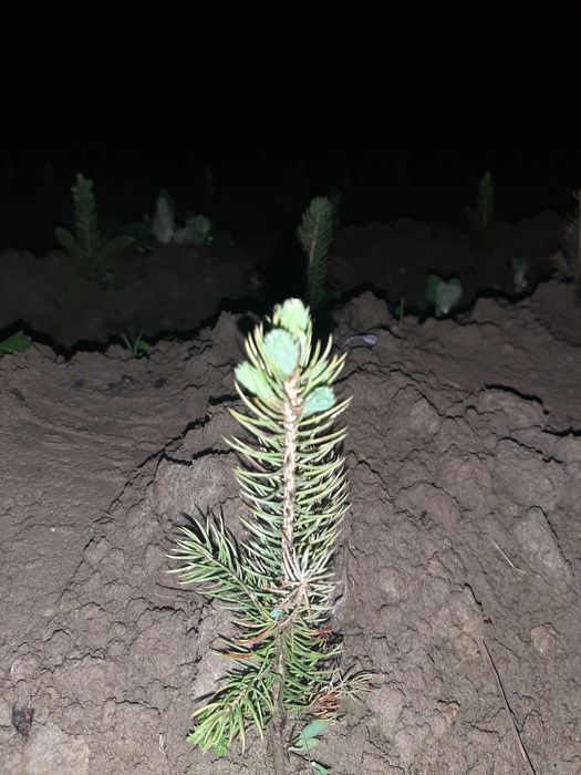 Голубая Ель сенсалари сотилади Селбериский нави Мовий оқ арча 3 йиллик