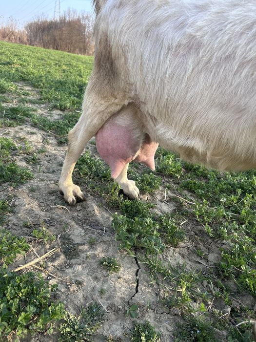 Vand vitele si o capra