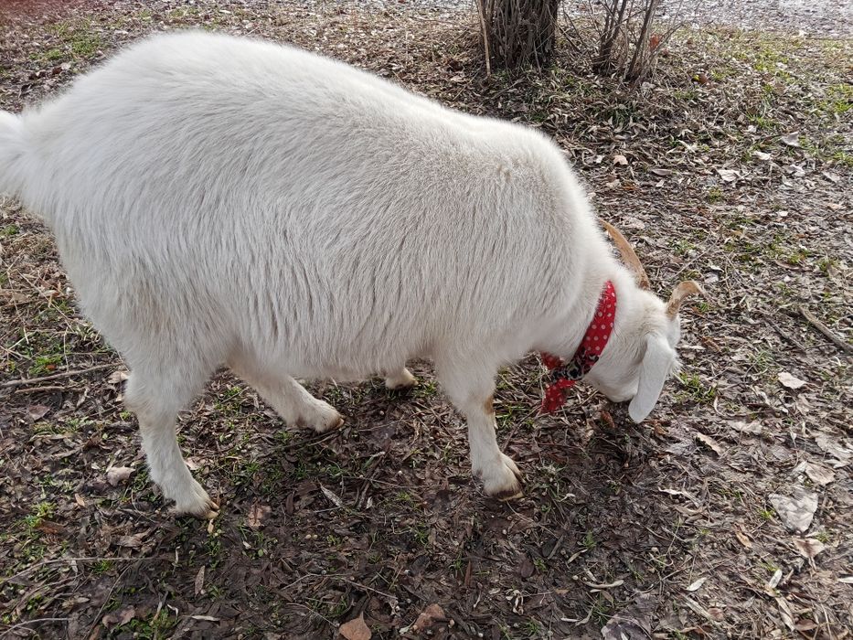 Коза молодая заннен