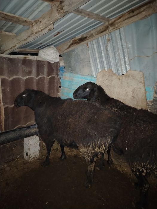 Қошқар Гисары.     .