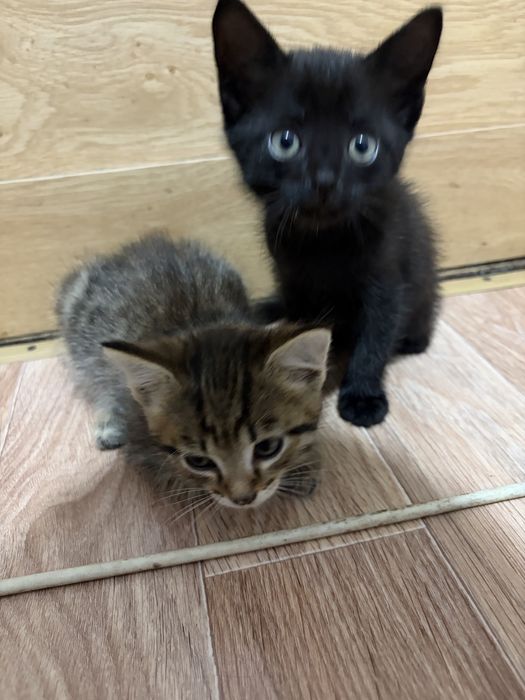 Отдам котят в добрые руки