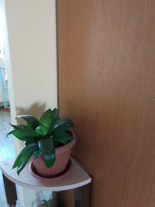 Цветы  комнатные