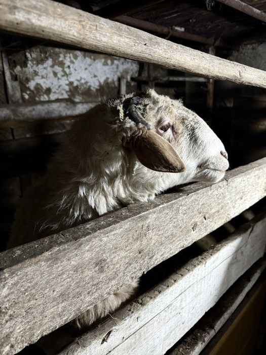 Кошкар с откорма