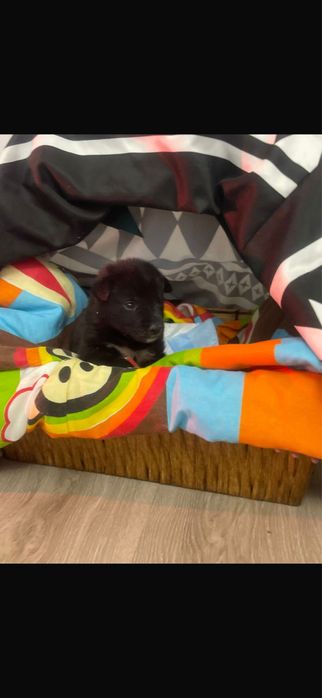 Щенок, в хорошие руки