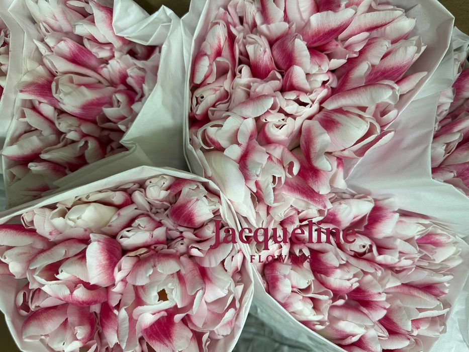 Премиальные тюльпаны оптом