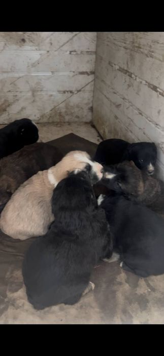 Продаётся щенки алабая