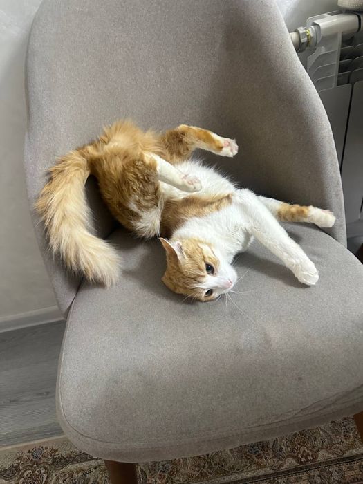 Mushuk beriladi bepulga