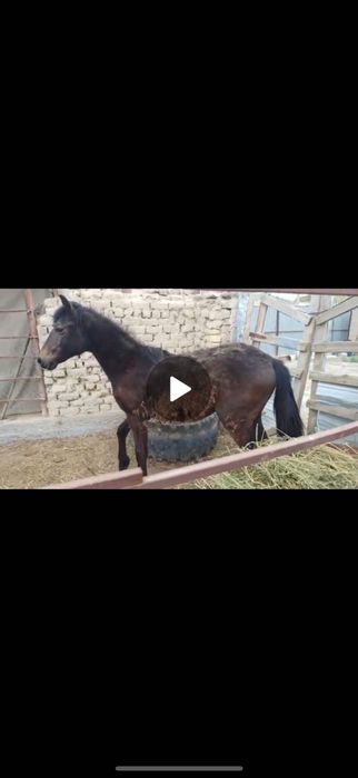 Тай сатылады!!!Жемде тұрған.