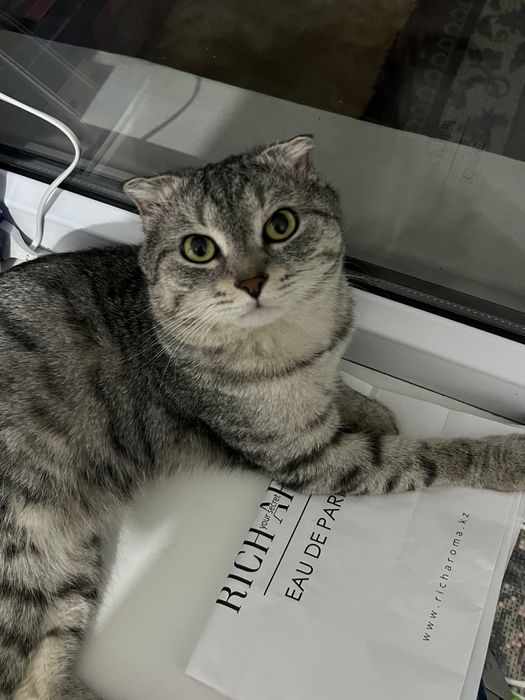 Вислоухий шотландский кот