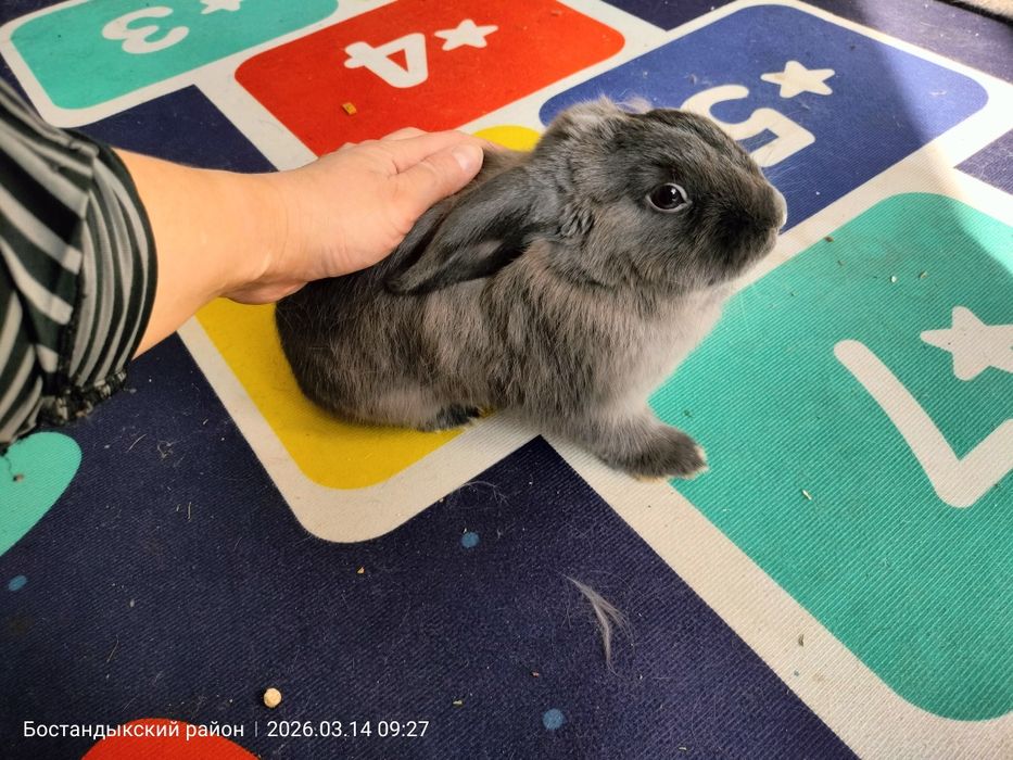 Продам декоративного кролика