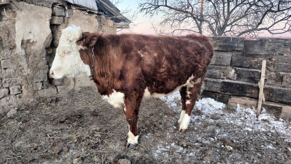 Продается Бычок кастрат стоит на откорме