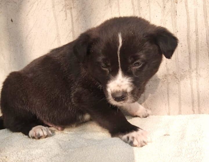 Помогите малышам найти дом