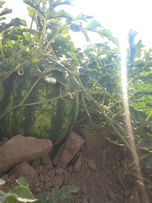 Tarvuz  qovun optom dona