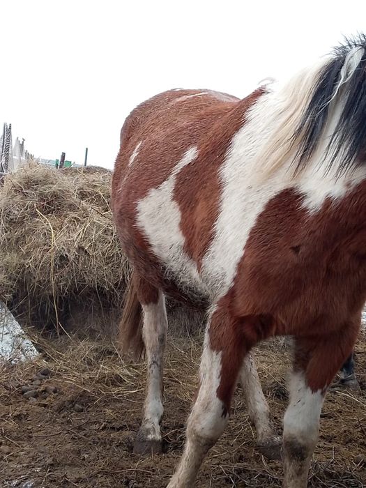 Лошадь продам.Ат сатамын