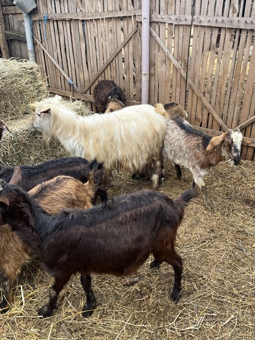 Vand capre cu iezi de langa ele