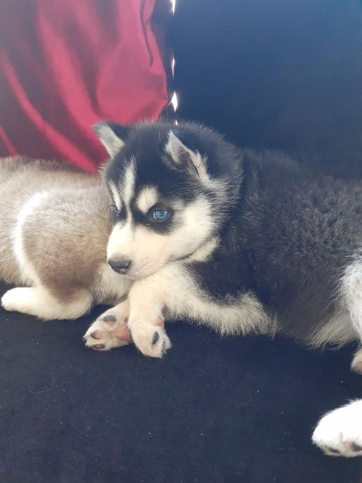 Хасята с фотоссесиии