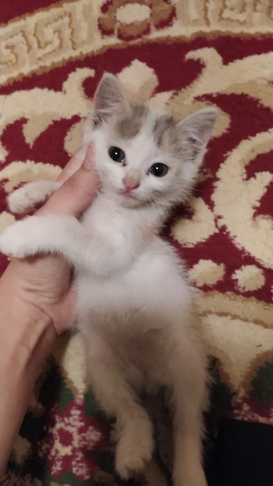 Mushukcha 1.5oylik juda aqlli