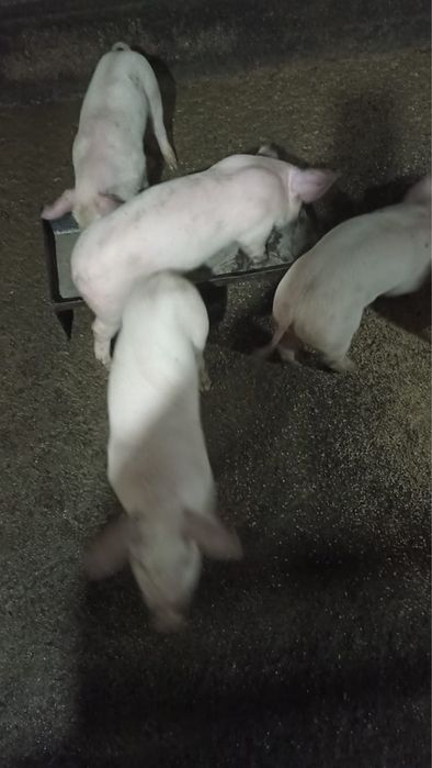 Продам  поросята возраст от месяца