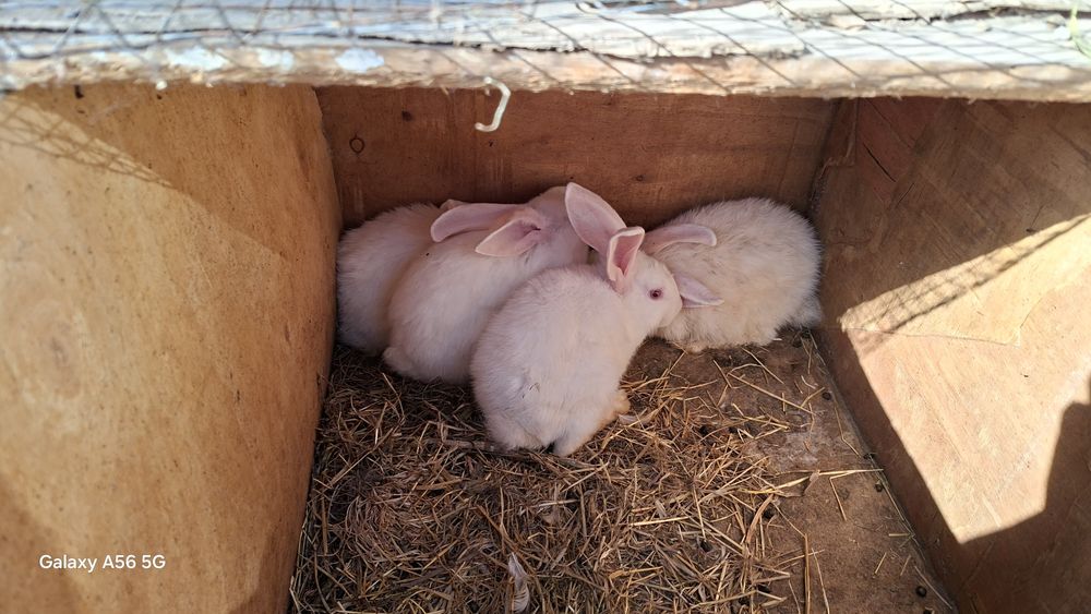 Куён болалари 1-2ойлик.