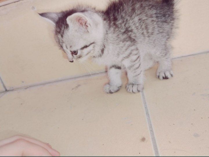Котята 2 месячные