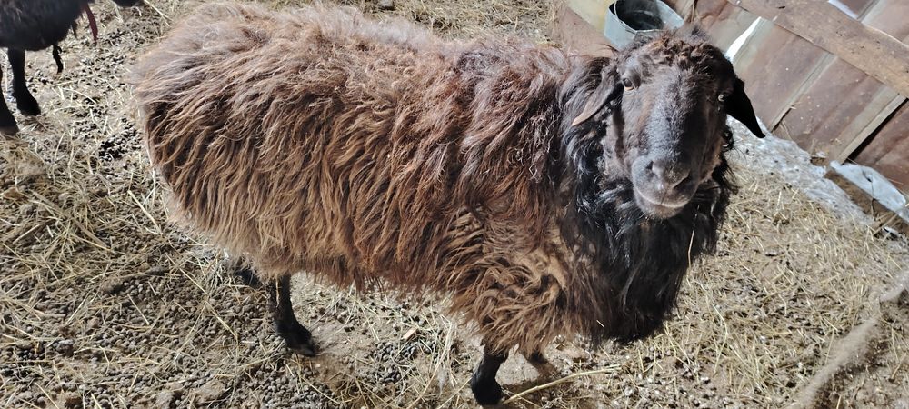 Қошқар сатылады, семіз, жемде тұрған