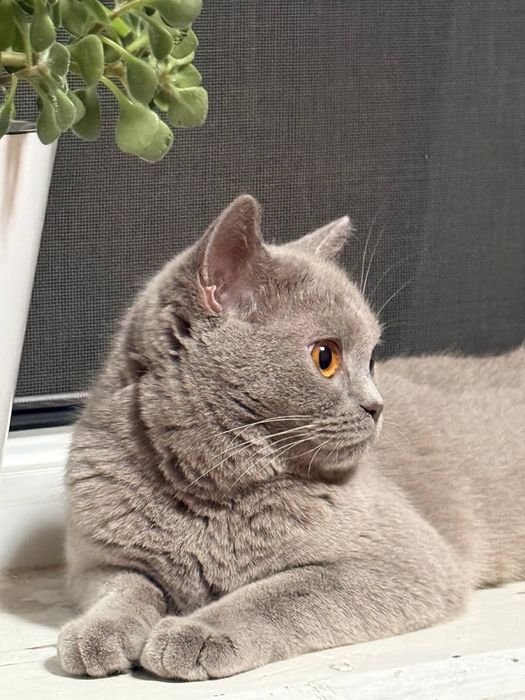 Продаётся кошка Британской породы