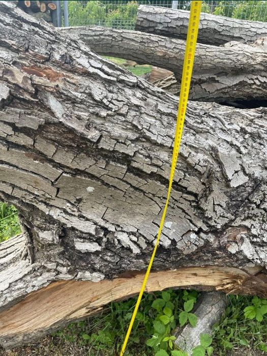 Lemn bustean trunchi de Nuc si Cires diametru 100cm 75 cm Cherestea