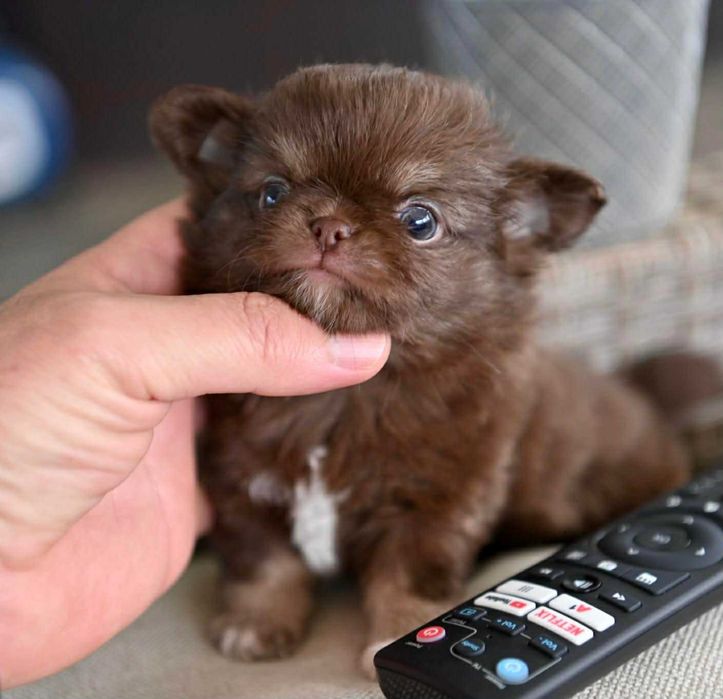 Мъжко дългокосместо миниатюрно шоколадов тен чихуахуа