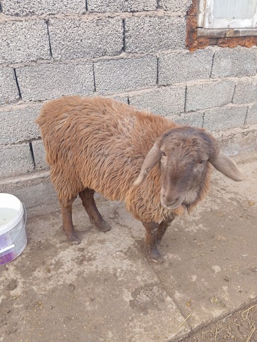 Животные баран тохты