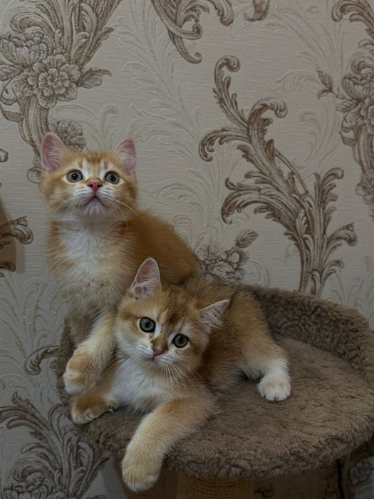 Британские золотые шиншиллы