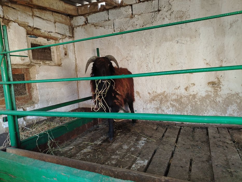 Қошқар сатылады.