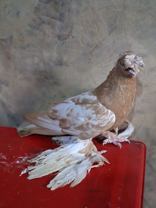 Голуби голуби голуби