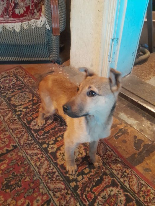 Отдам в хорошие руки  бесплатно