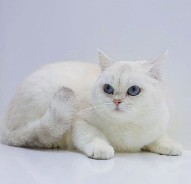 котята бриташки очаровашки