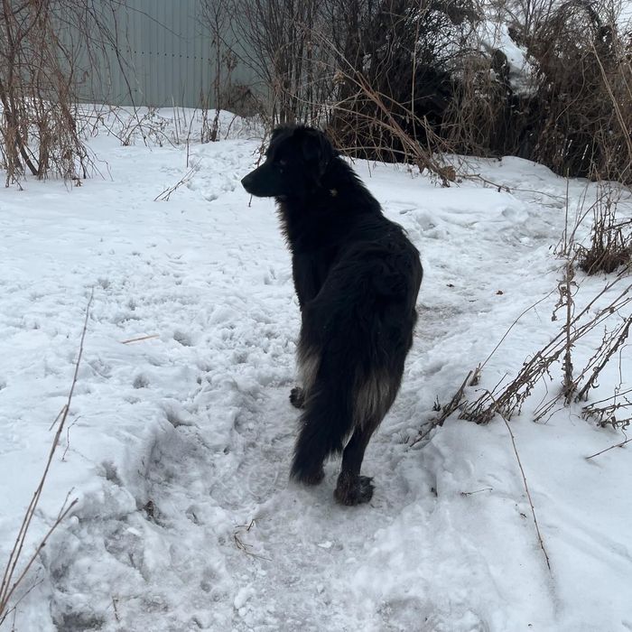 Щенки в добрые руки