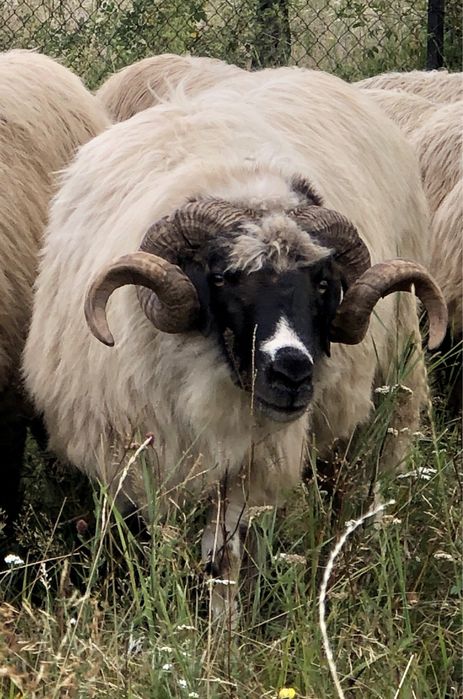 Berbec breaz de vânzare