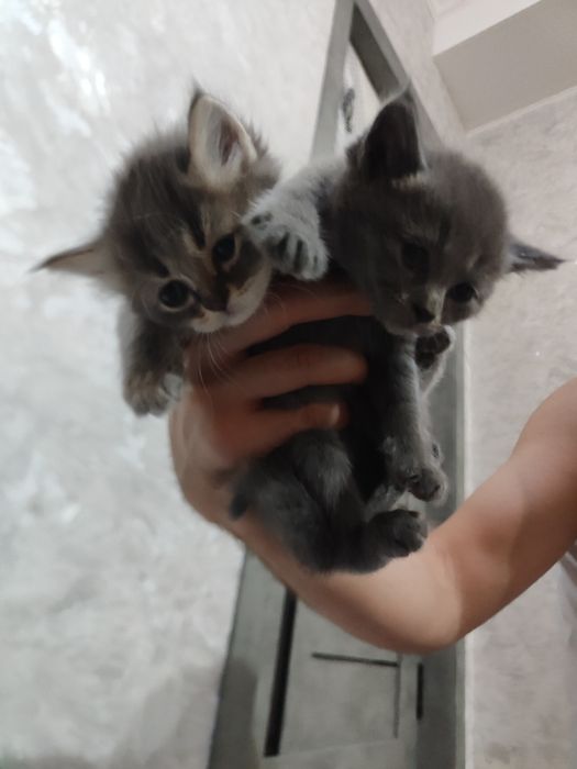 Продам котят британцы