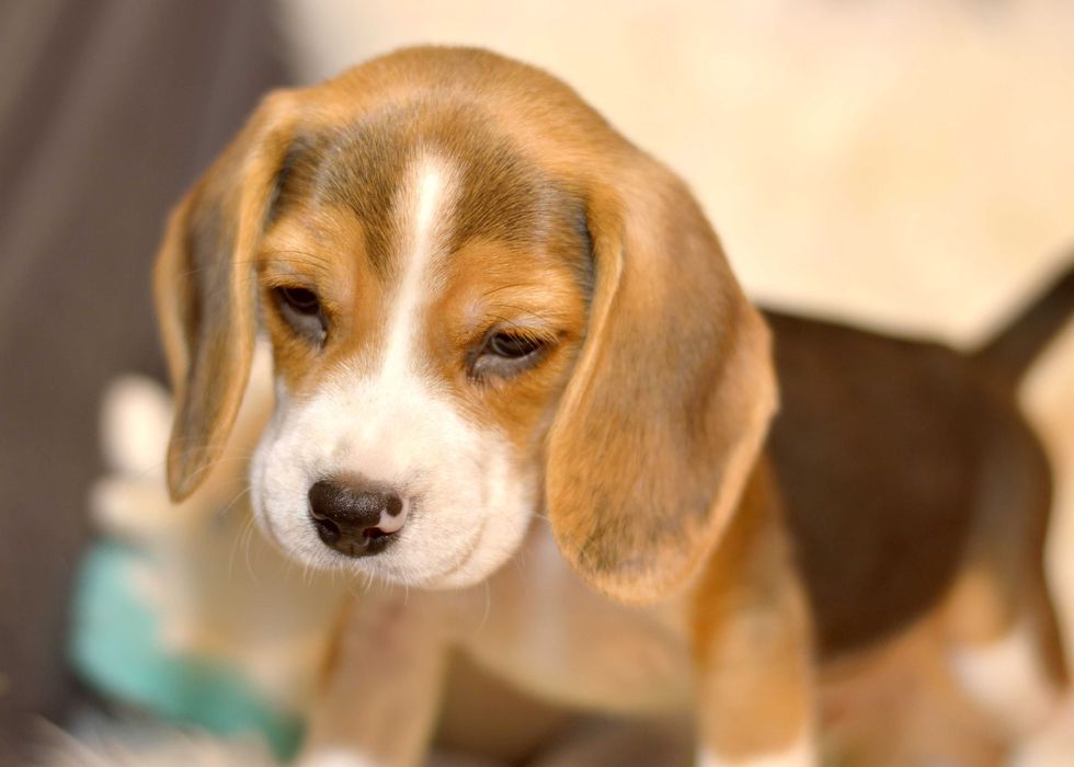 Pui Beagle tricolor din parinti cu pedigree