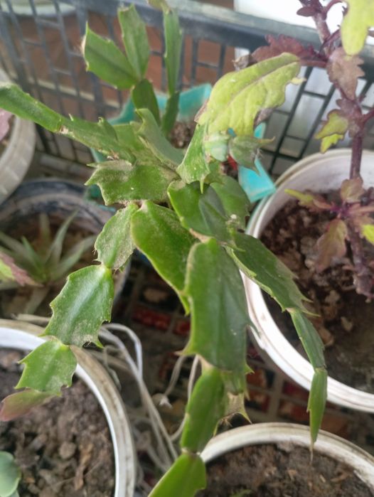 Продаю комнатные цветы