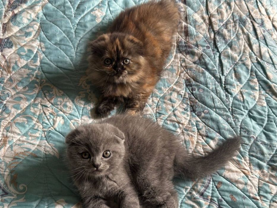 Продаётся вислоухая котята