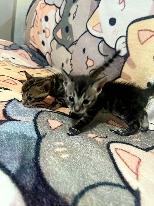 Бенгальские котята