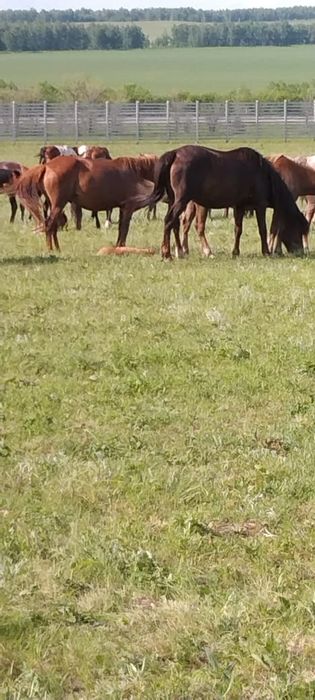 Продам лошадей .Кобылы