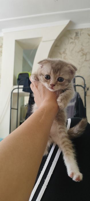 Шотландский вислоухий котёнок