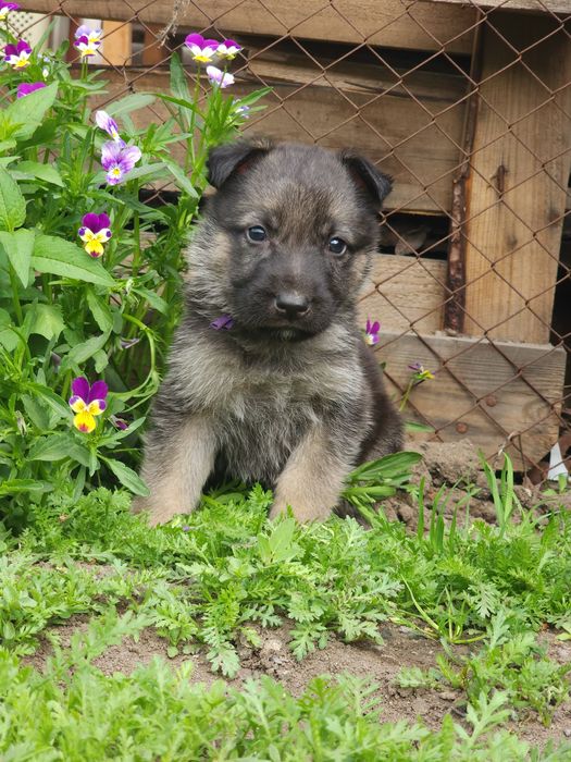 Щенки овчарки на продажу.