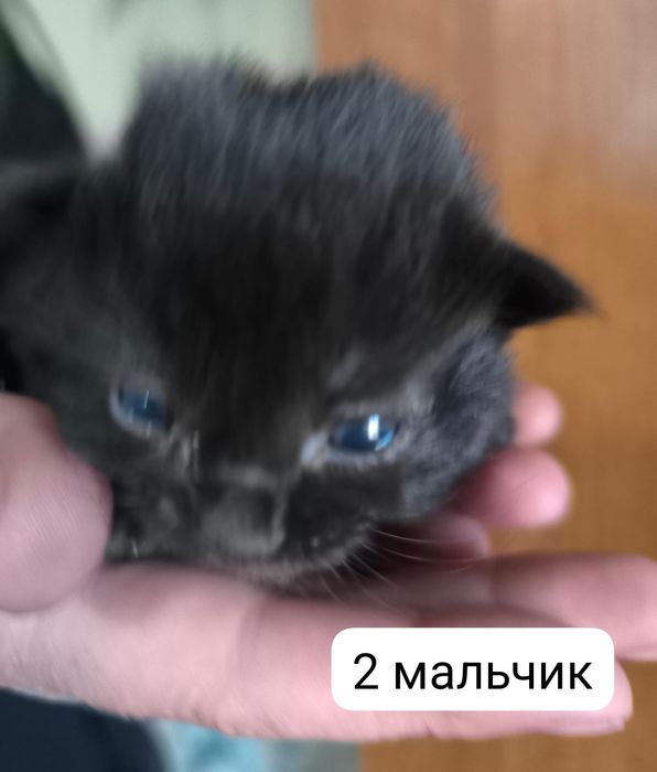 Отдам котят в хорошие руки