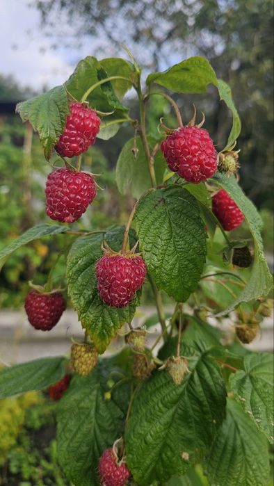 Малина, Мята, Кореопсисы, Лилейник