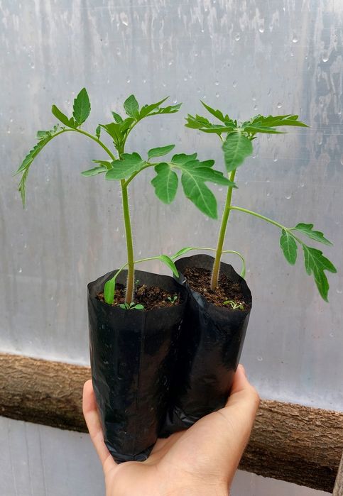 Разсад домати...