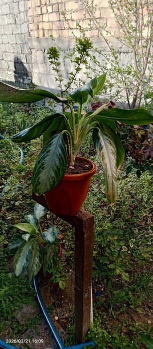 Продам аглаонему сильвер бей